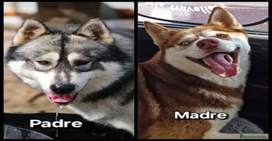 Husky Siberiano perros - Anuncio 6