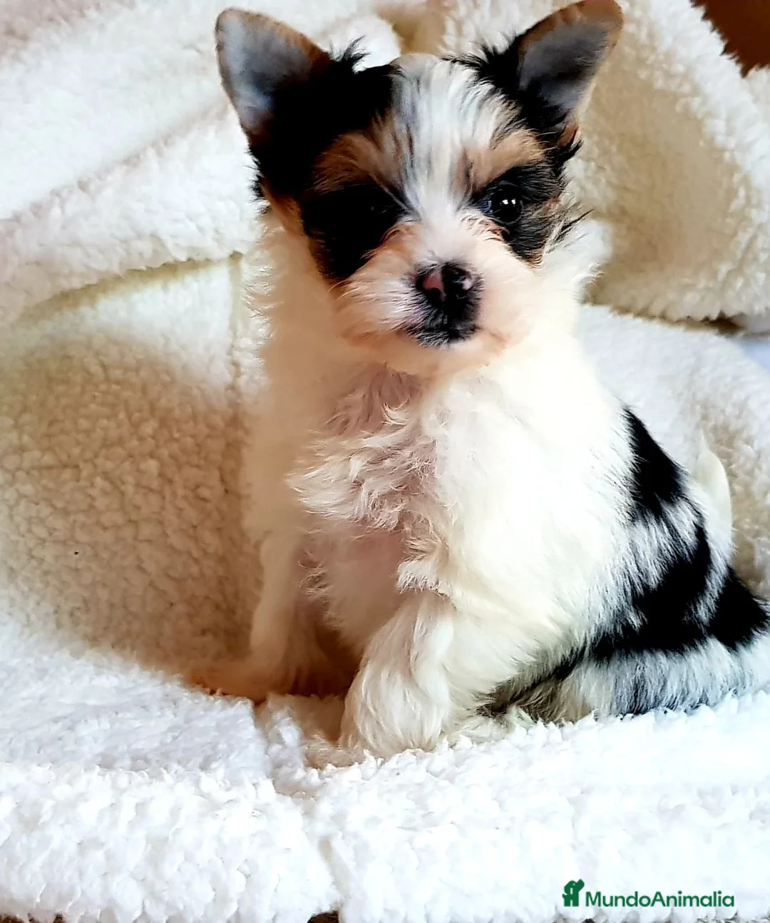 Biewer Yorkshire Terrier a la Pom Pon perros en venta: Biewer - Anuncio 3