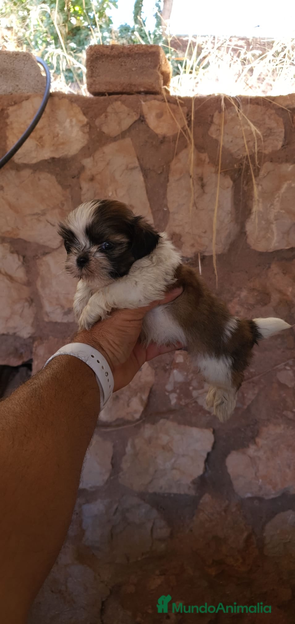 Shih Tzu perros SHIH TZU DISPONIBLES - Anuncio 2