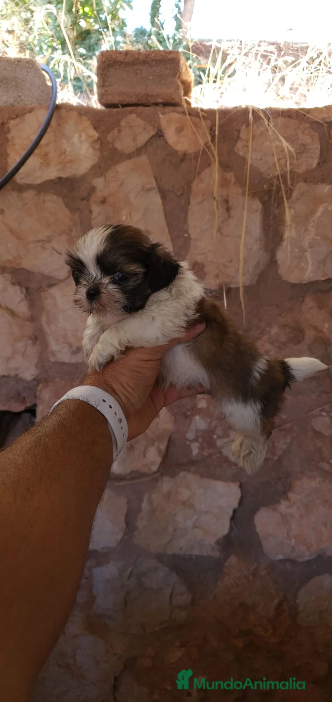Shih Tzu perros en venta: SHIH TZU DISPONIBLES - Anuncio 2