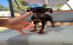 Pinscher Miniatura perros en venta: Mini-pinscher hembra  - Imagen 2