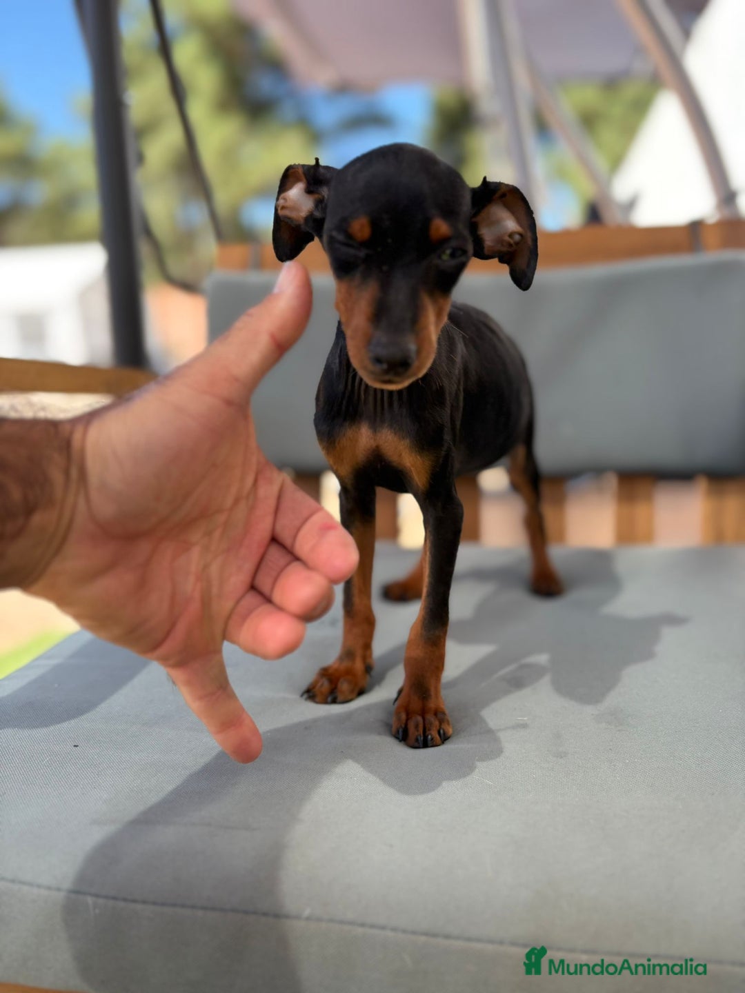 Pinscher Miniatura perros en venta: Mini-pinscher hembra  - Imagen 2