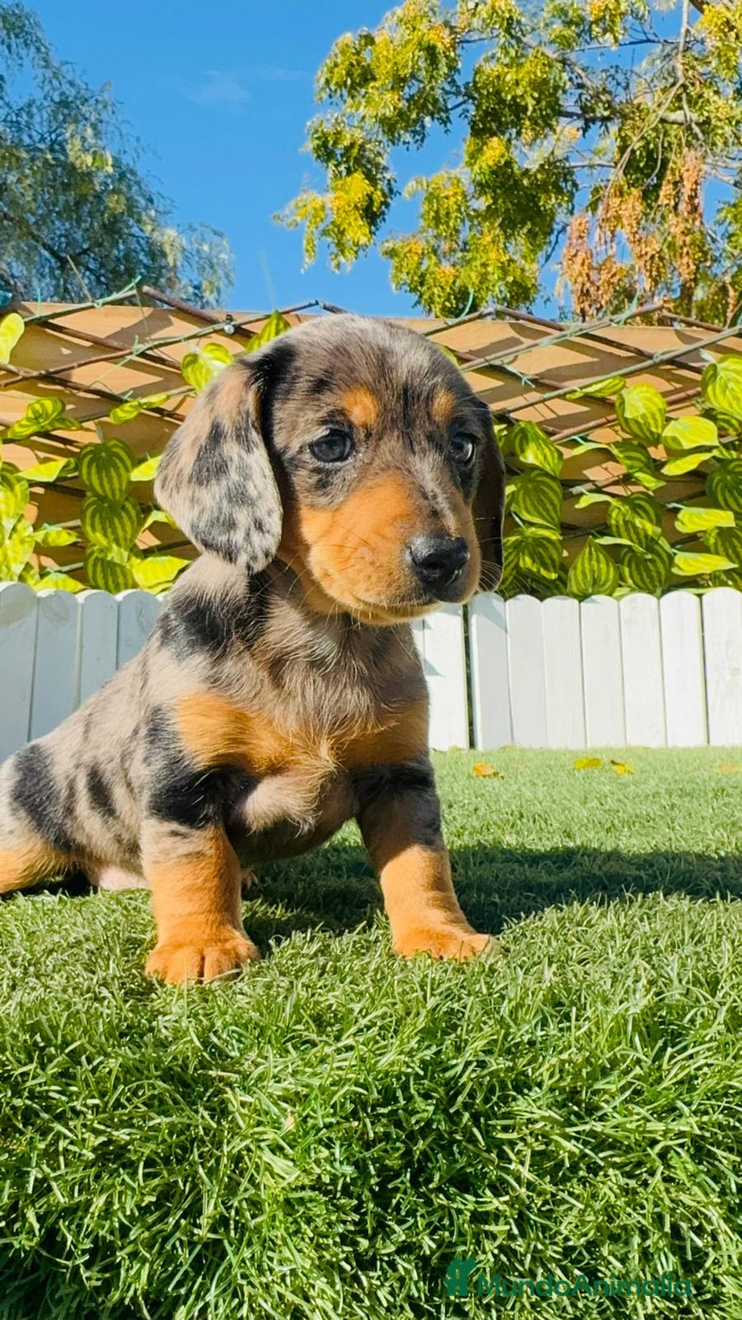 Teckel Miniatura perros en venta: TECKEL MINIATURA HEMBRA - Anuncio 1