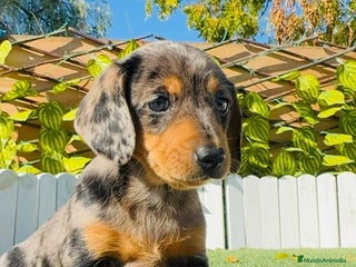 Teckel Miniatura perros TECKEL MINIATURA HEMBRA - Anuncio 2