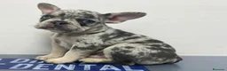 Bulldog Francés perros en venta: Precioso Bebé Bulldog Francés Merle - Anuncio 1