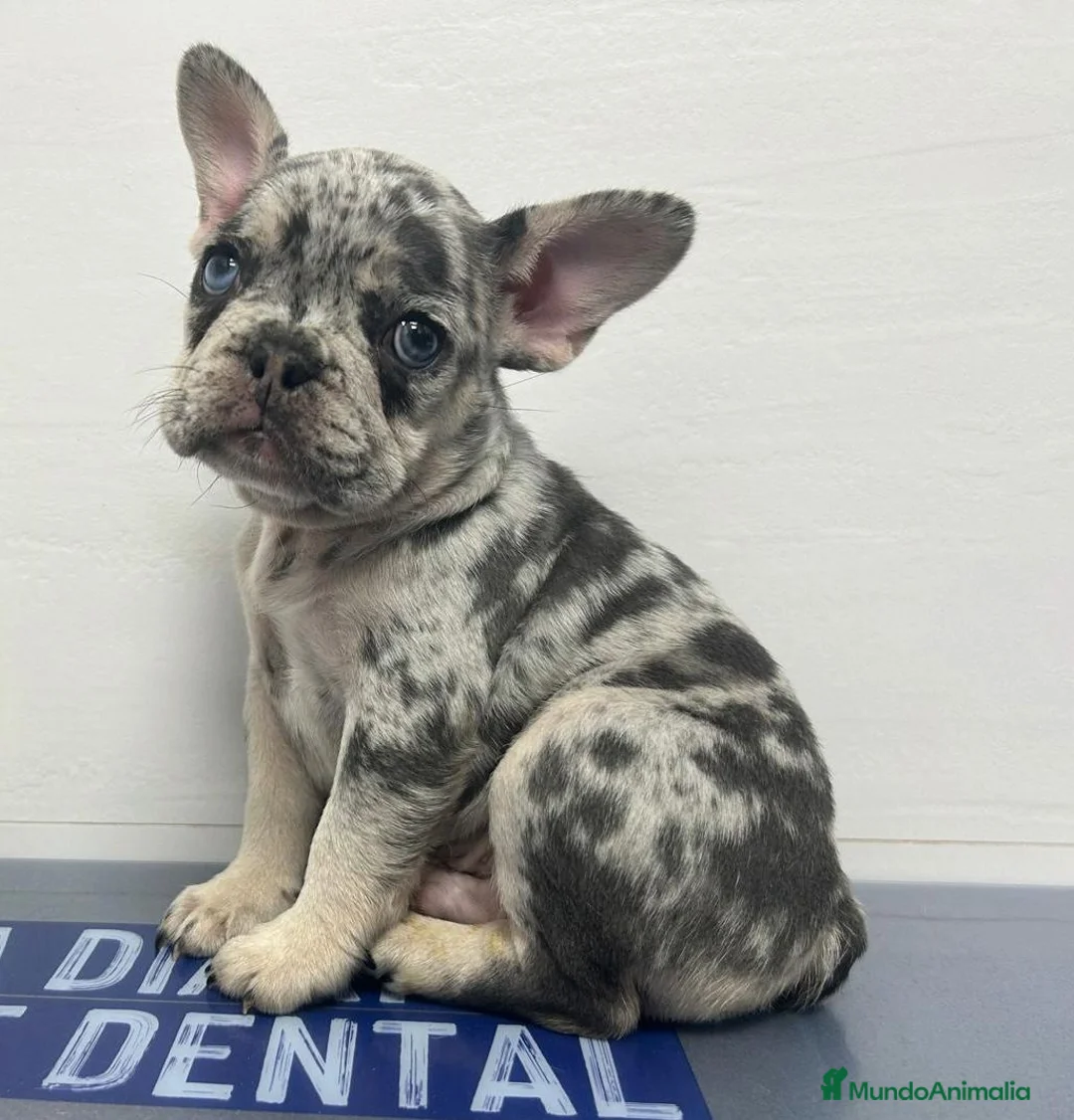 Bulldog Francés perros en venta: Precioso Bebé Bulldog Francés Merle - Anuncio 1
