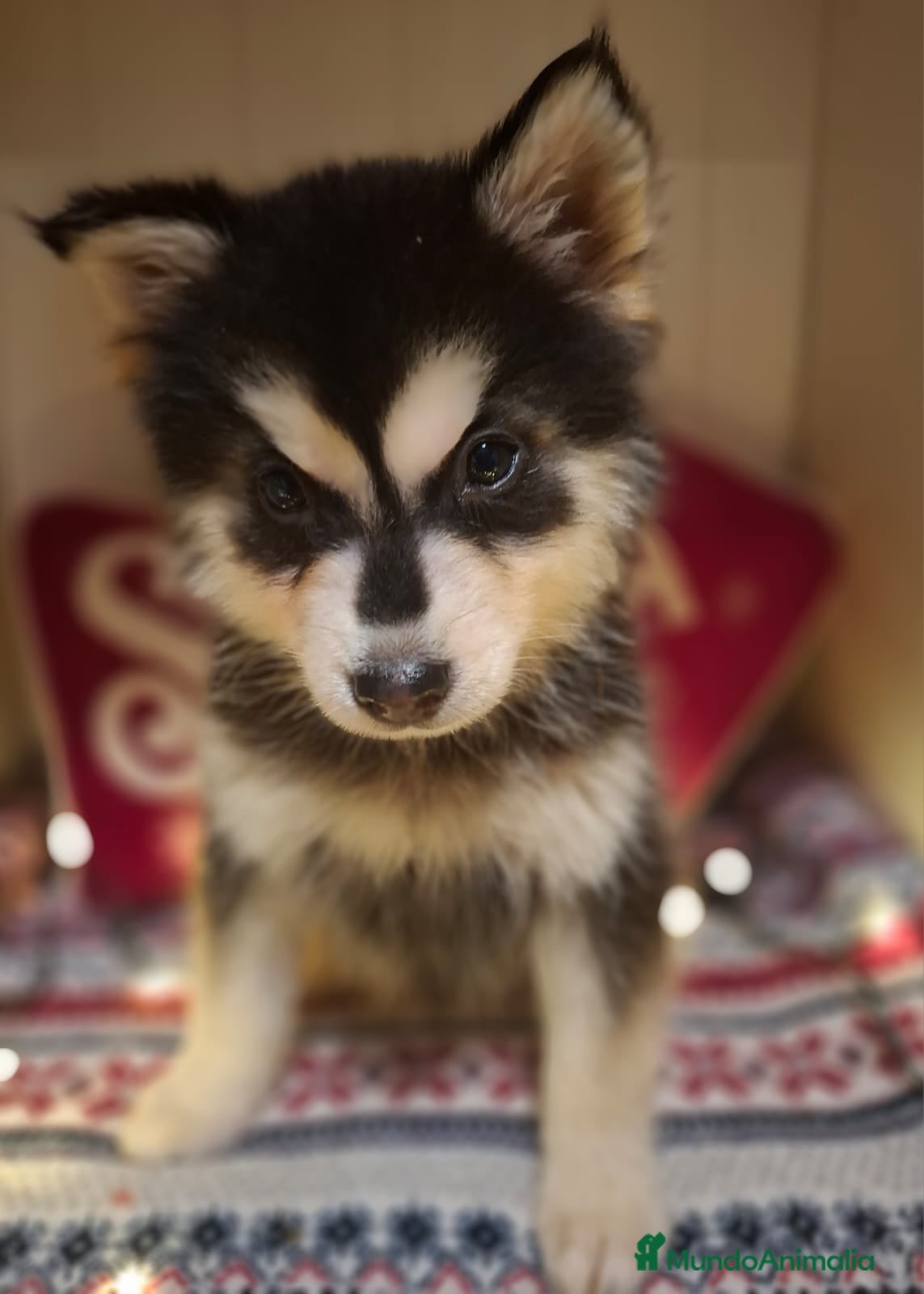 Pomsky perros CACHORRO POMSKY - Anuncio 1