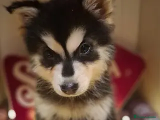 Pomsky perros CACHORRO POMSKY - Anuncio 1