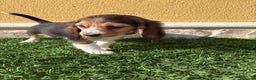 Beagle perros en venta: Preciosos cachorros de Beagle  - Anuncio 1