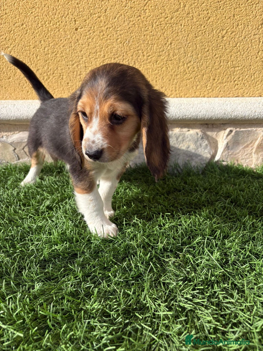 Beagle perros en venta: Preciosos cachorros de Beagle  - Anuncio 1
