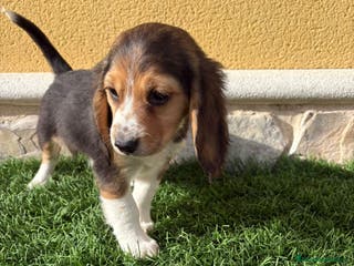 Beagle perros Preciosos cachorros de Beagle - Anuncio 1