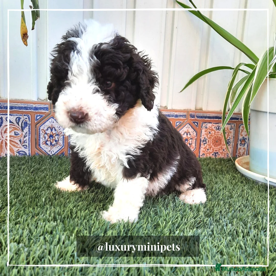 Perro de Agua Español perros en venta: Camada de Perro de Aguas Español en Madrid - Anuncio 2