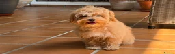 Maltipoo perros en venta: Maltipoo toy totalmente vacunada !!! - Anuncio 3