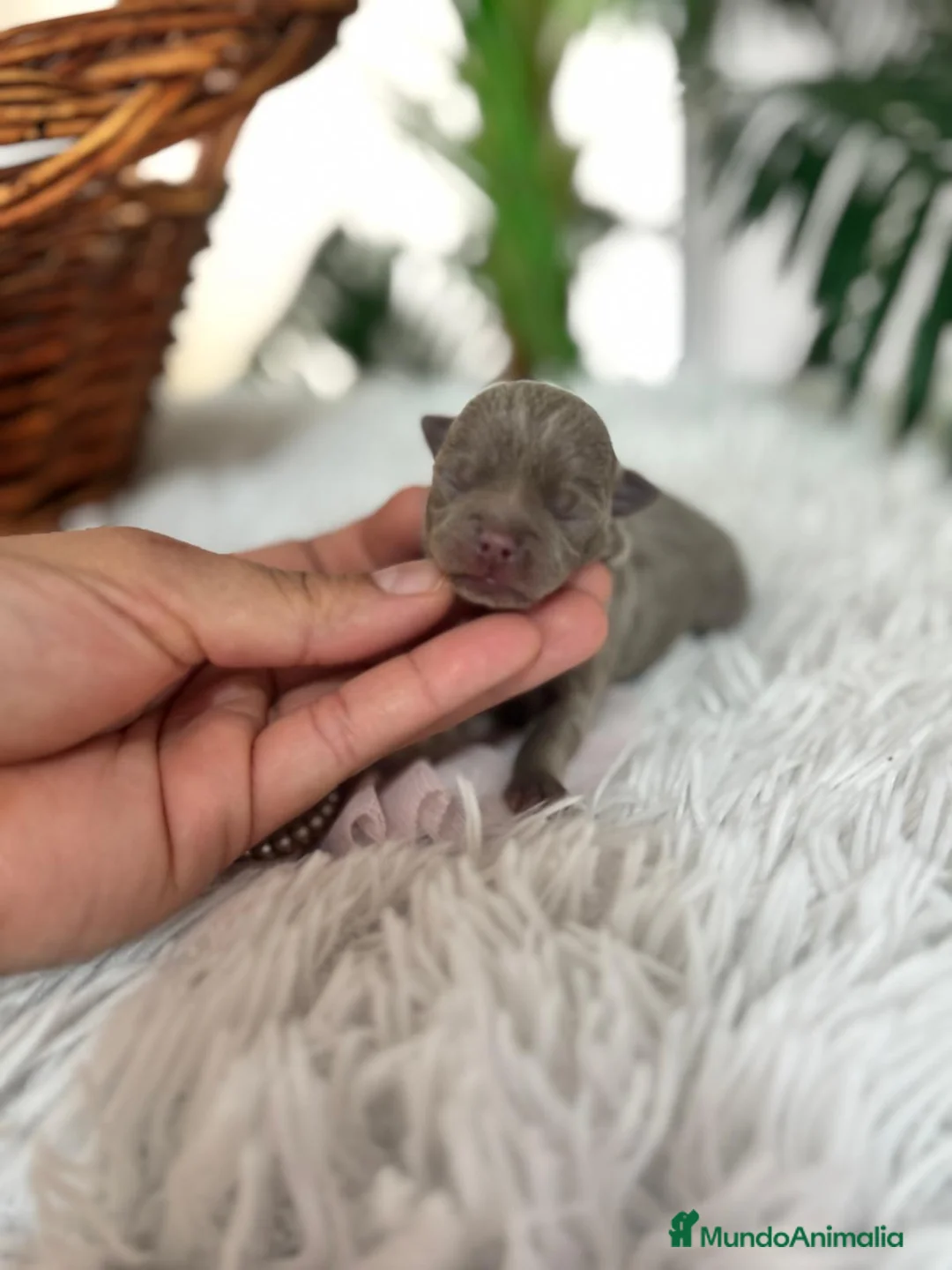 Chihuahua perros en venta: CHIHUAHUA HEMBRA LILAC - Anuncio 6