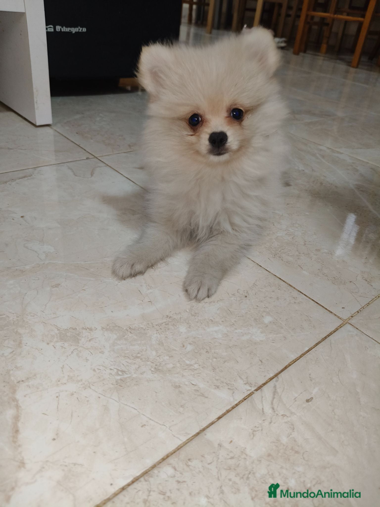 Pomerania perros Pomerania Toy - Anuncio 3