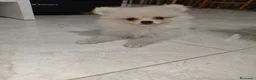 Pomerania perros en venta: Pomerania Toy - Anuncio 1