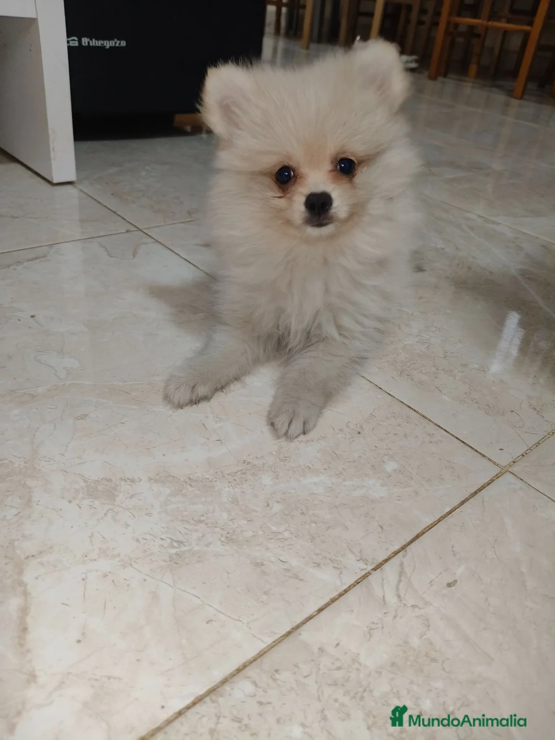 Pomerania perros en venta: Pomerania Toy - Anuncio 1