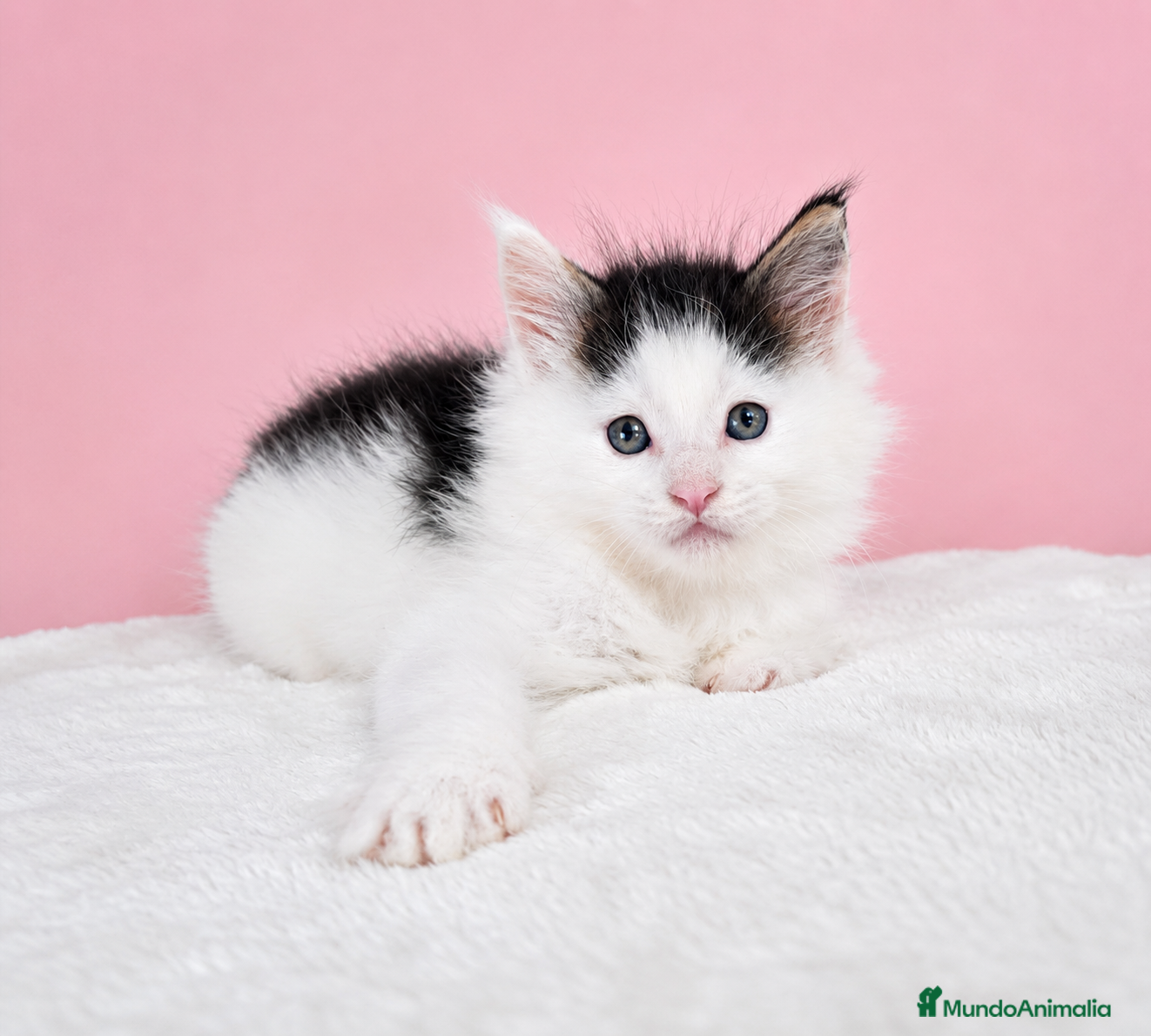 Maine Coon gatos Gatito Maine Coon Macho - Anuncio 2