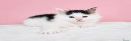 Maine Coon gatos en venta: Gatito Maine Coon Macho - Anuncio 1