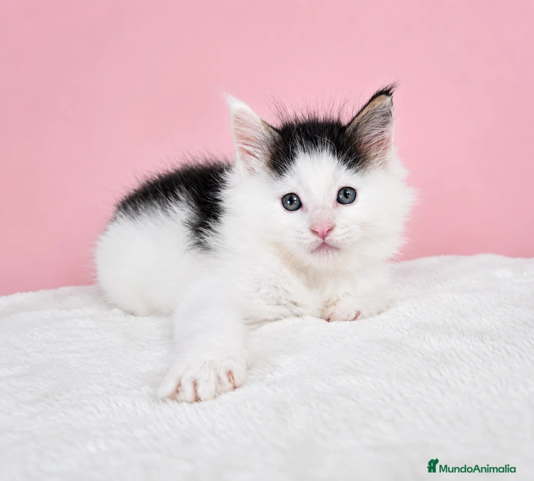 Maine Coon gatos en venta: Gatito Maine Coon Macho - Anuncio 1