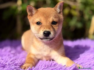 Shiba Inu perros Shiba Inu hembra - Anuncio 22