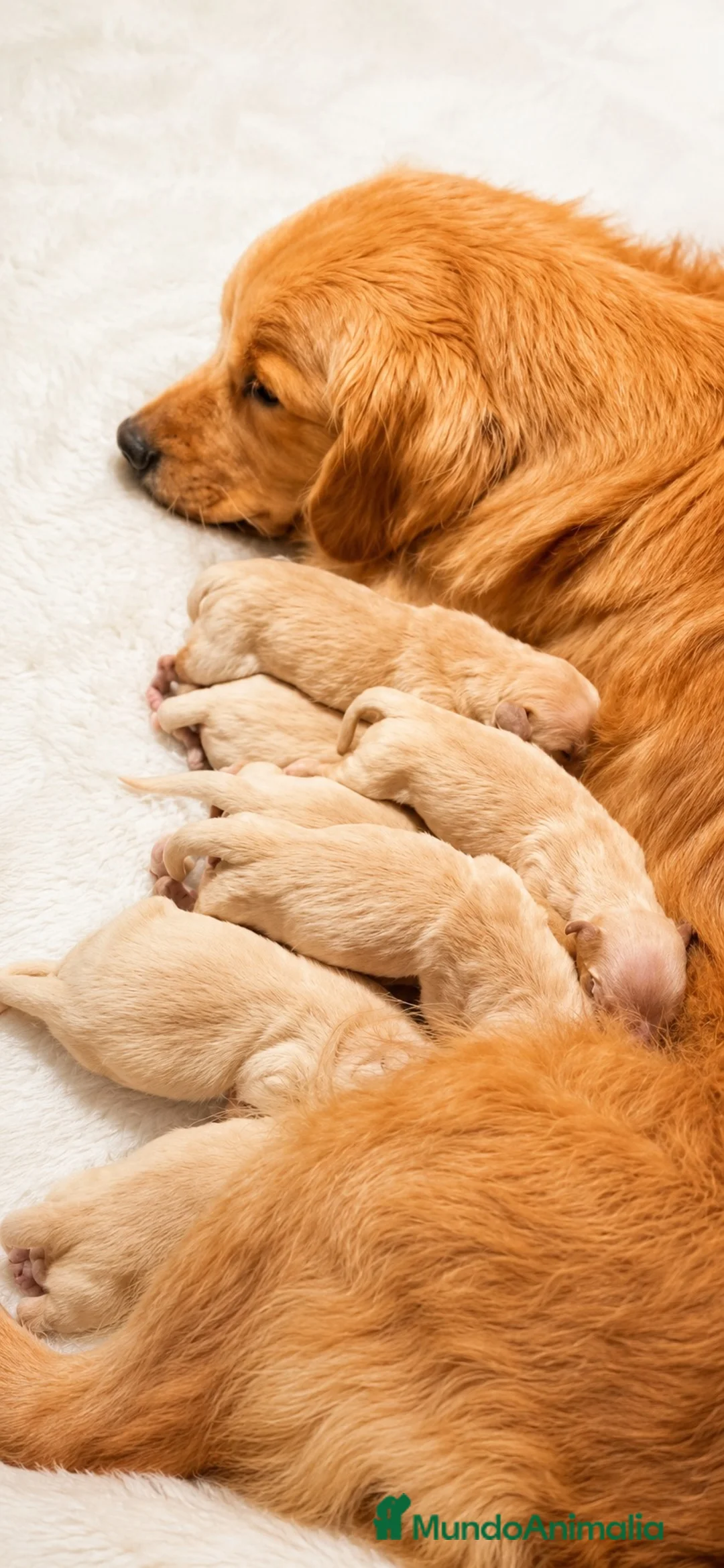 Golden Retriever perros en venta: GOLDEN RETRIEVER CALIDAD - Anuncio 2