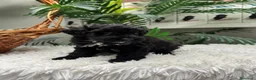 Maltipoo perros en venta: MALTIPOO 💙 - Anuncio 7