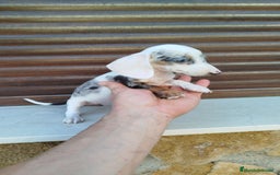 Teckel Miniatura perros en venta: Teckel mini  - Imagen 4