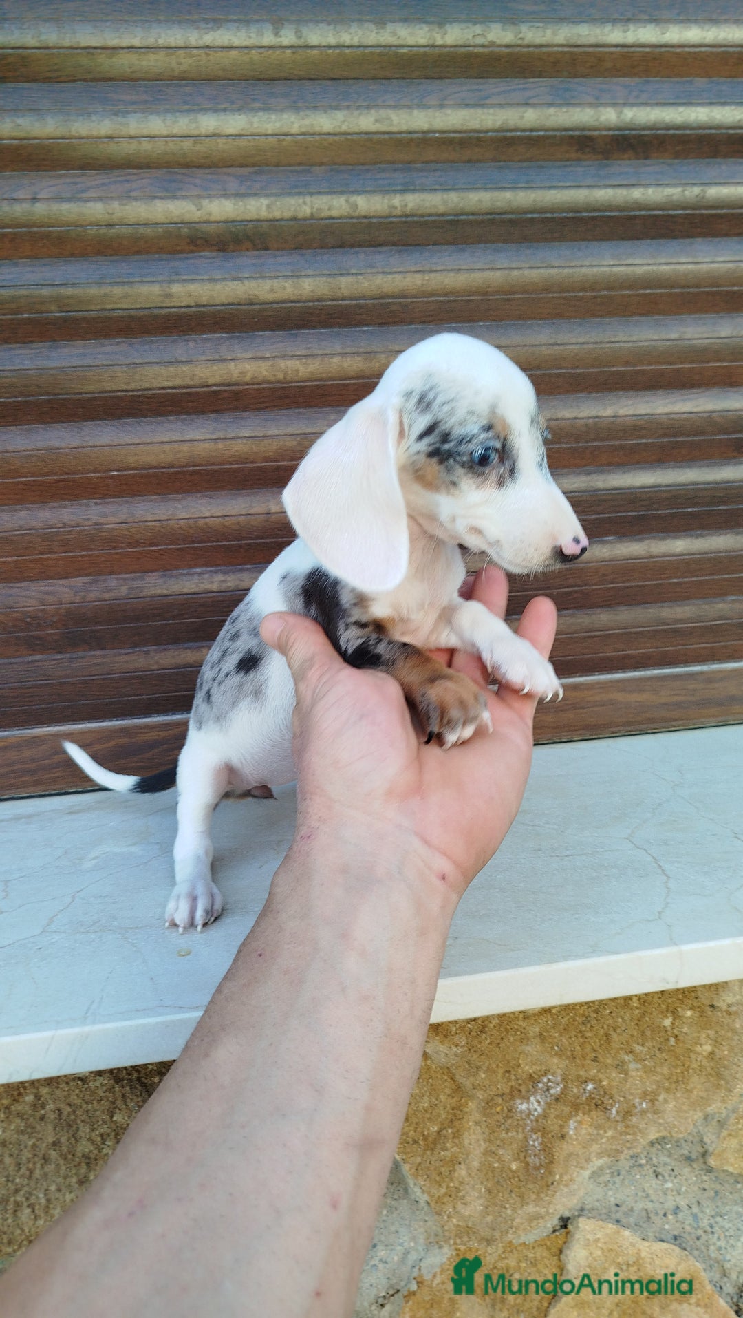 Teckel Miniatura perros en venta: Teckel mini  - Imagen 4