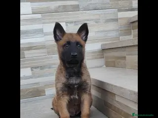 Pastor Belga Malinois perros Cachorro de Malinois - Anuncio 1