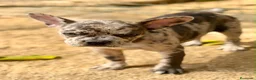 Bulldog Francés perros en venta: Hembra bulldog frances merle  - Anuncio 4
