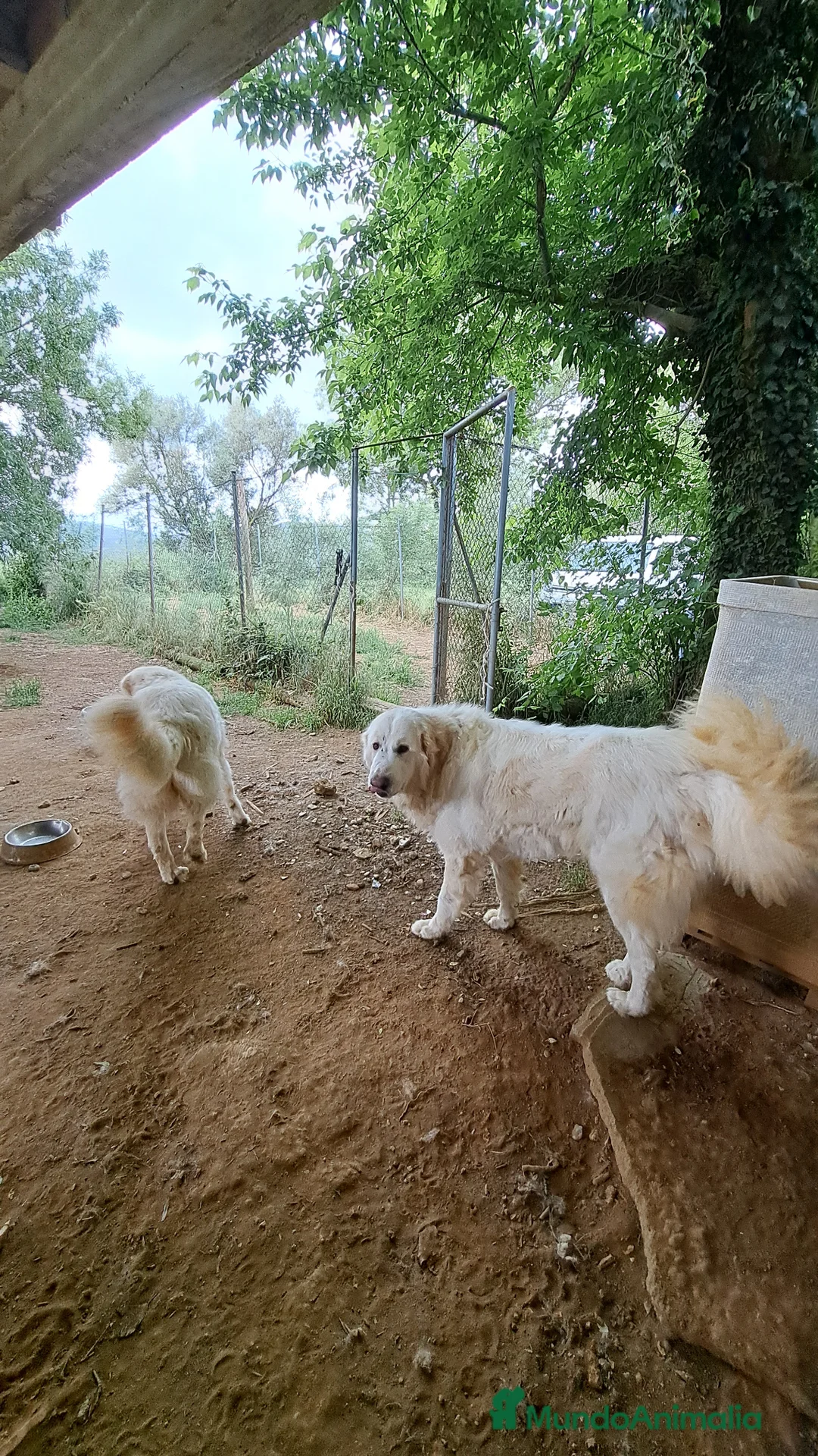 Perro de Montaña de los Pirineos perros en adopcion: Montaña del Pirineo en adopción en Girona - Anuncio 4
