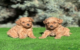 Caniche Toy perros en venta: Caniche toy - Imagen 1