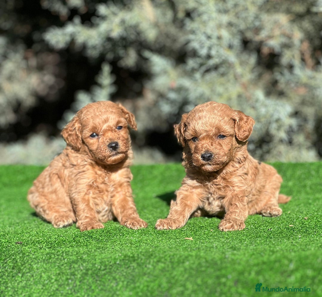 Caniche Toy perros en venta: Caniche toy - Imagen 1