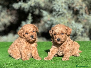Caniche Toy perros - Anuncio 7