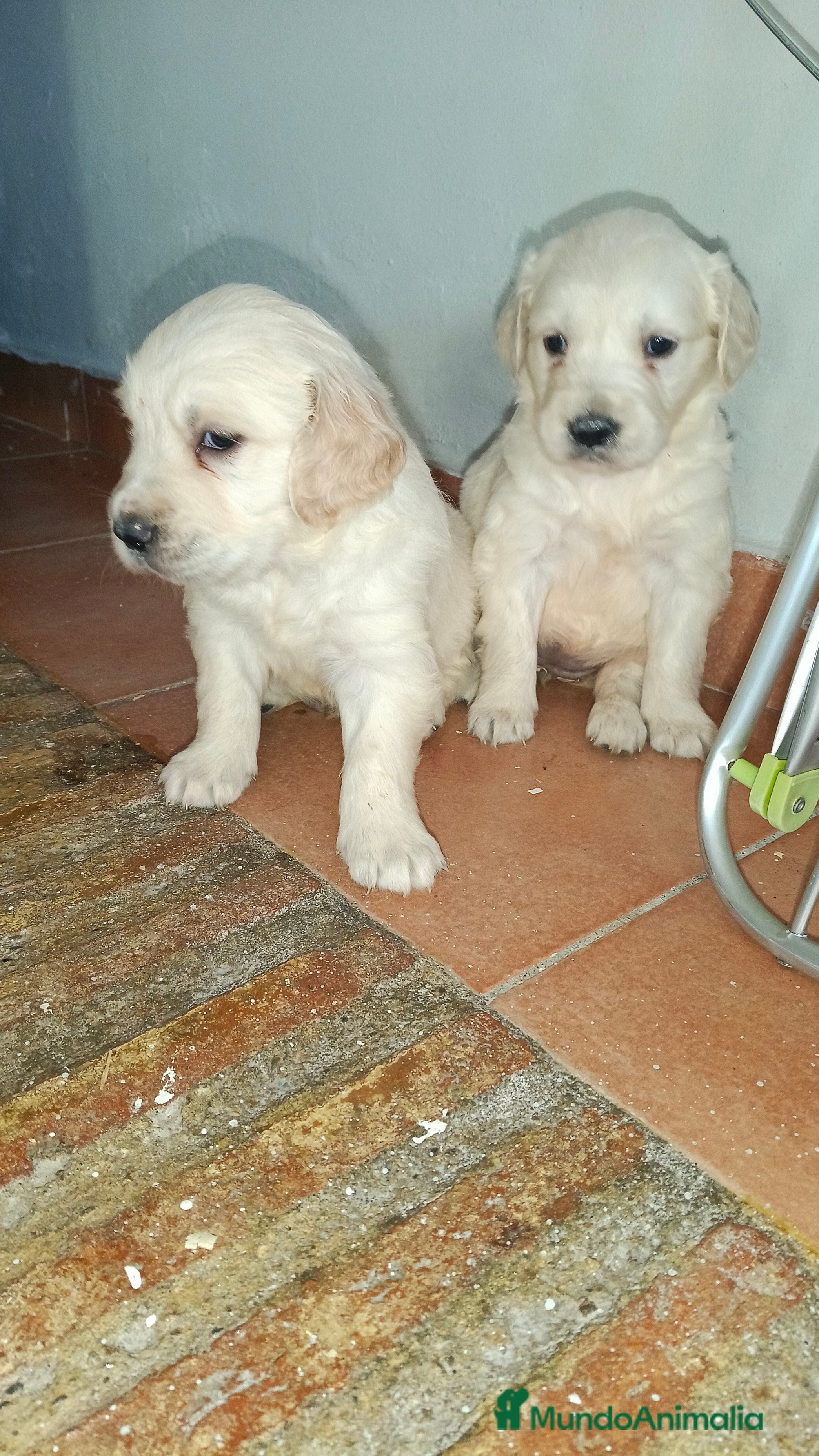 Golden Retriever perros Espectaculares hembras de golden retriever  - Anuncio 31