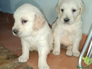 Golden Retriever perros Espectaculares hembras de golden retriever - Anuncio 31