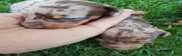 Teckel perros en venta: Teckel arlequín chocolate  - Anuncio 5