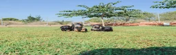 Teckel Miniatura perros en venta: TECKEL MINIATURA - Anuncio 5