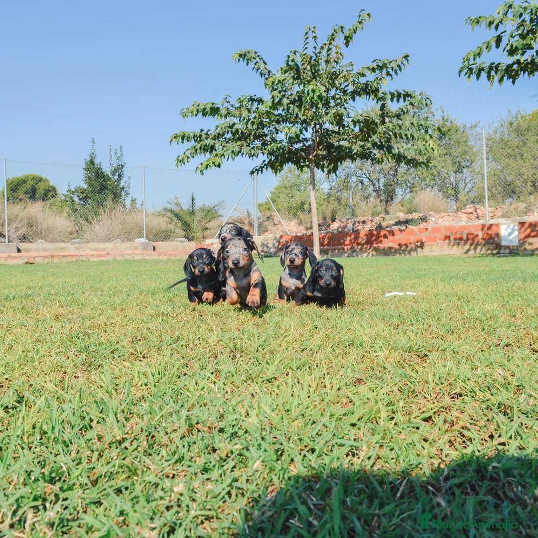 Teckel Miniatura perros en venta: TECKEL MINIATURA - Anuncio 5