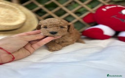 Raza Mixta perros en venta: caniche apricot  - Imagen 6