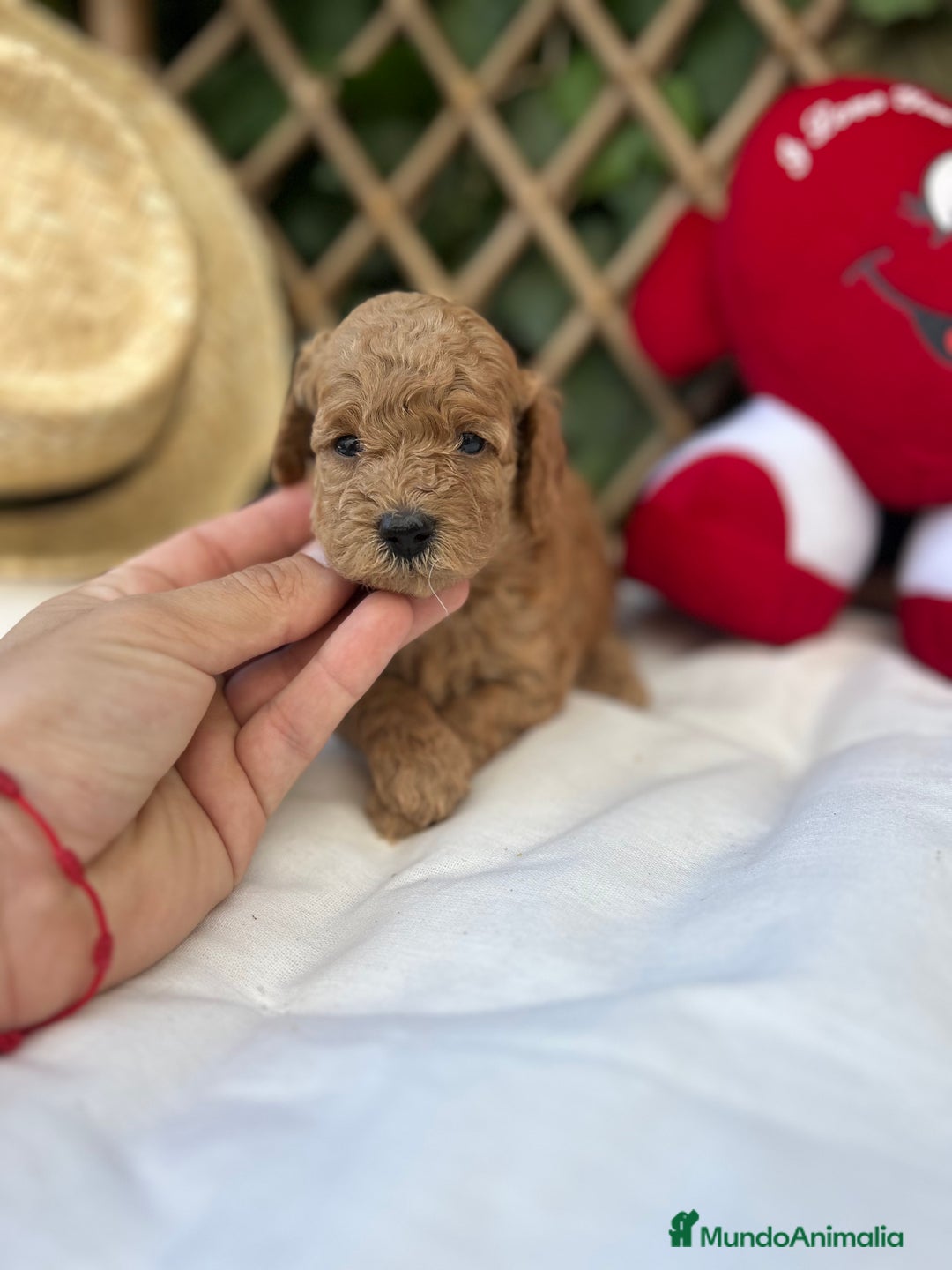 Raza Mixta perros en venta: caniche apricot  - Imagen 6