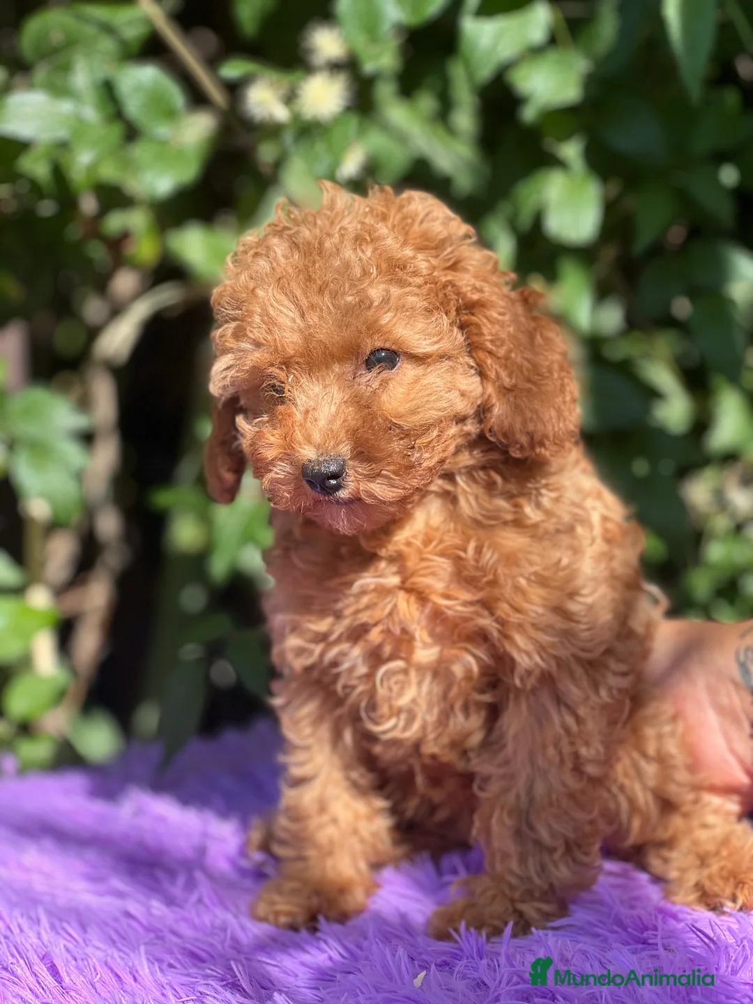 Caniche Toy perros en venta: Caniche  toy hembra  - Anuncio 2