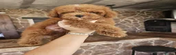 Caniche Toy perros en venta: Machito caniche precio real en Valencia - Anuncio 6
