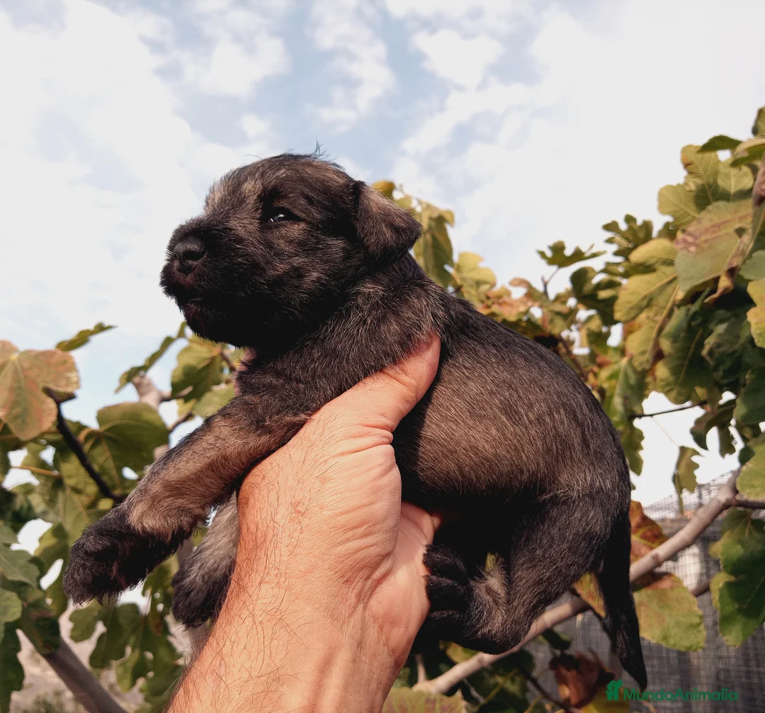 Schnauzer Miniatura perros en venta: Schnauzer Mini  en Almería - Anuncio 3