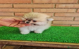 Pomerania perros en venta: Pomerania toy - Imagen 19