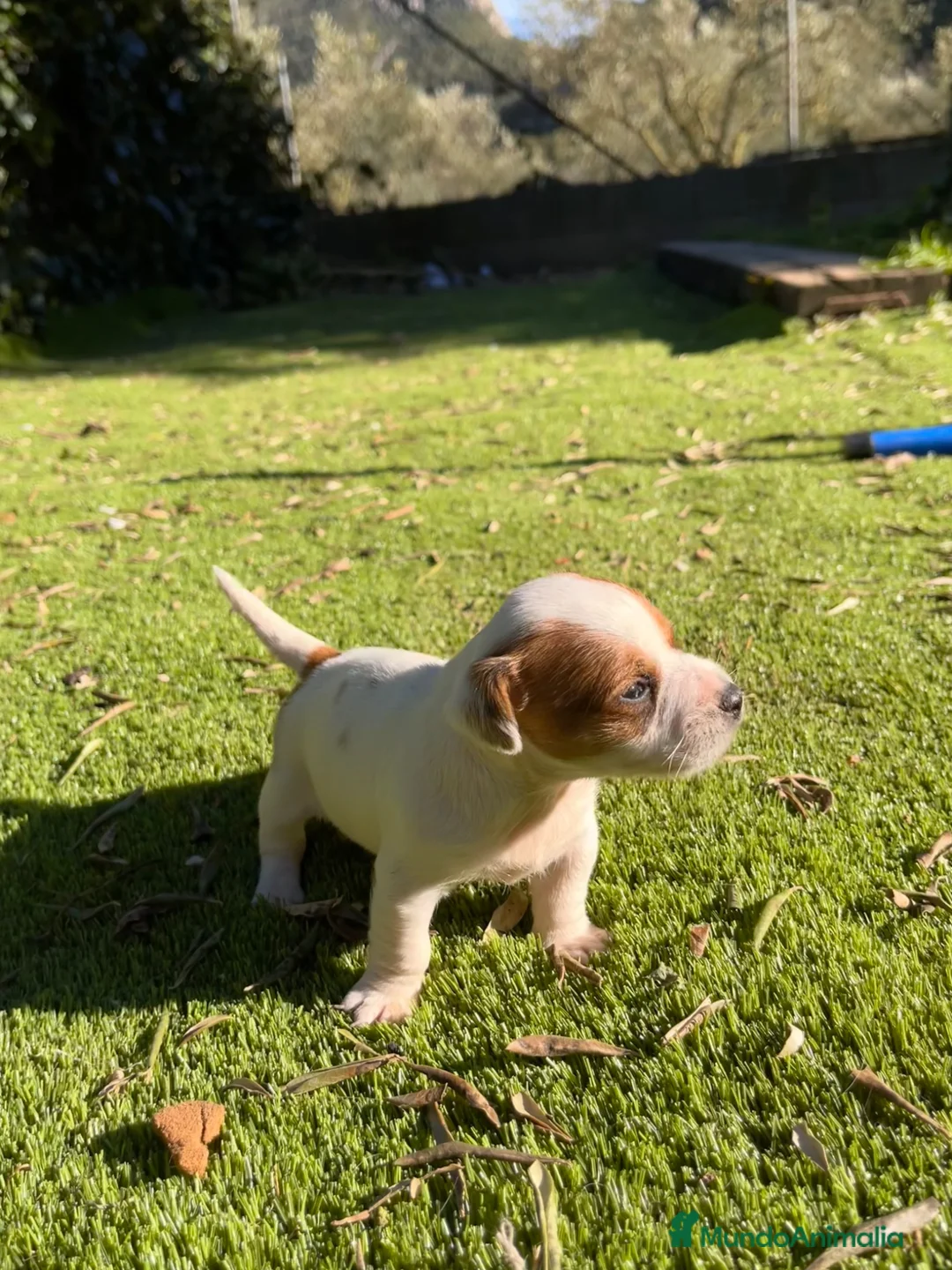 Jack Russell Terrier perros en venta: Baby Jack Russell- Tarragona - Anuncio 1