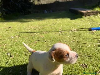 Jack Russell Terrier perros Baby Jack Russell- Tarragona - Anuncio 3
