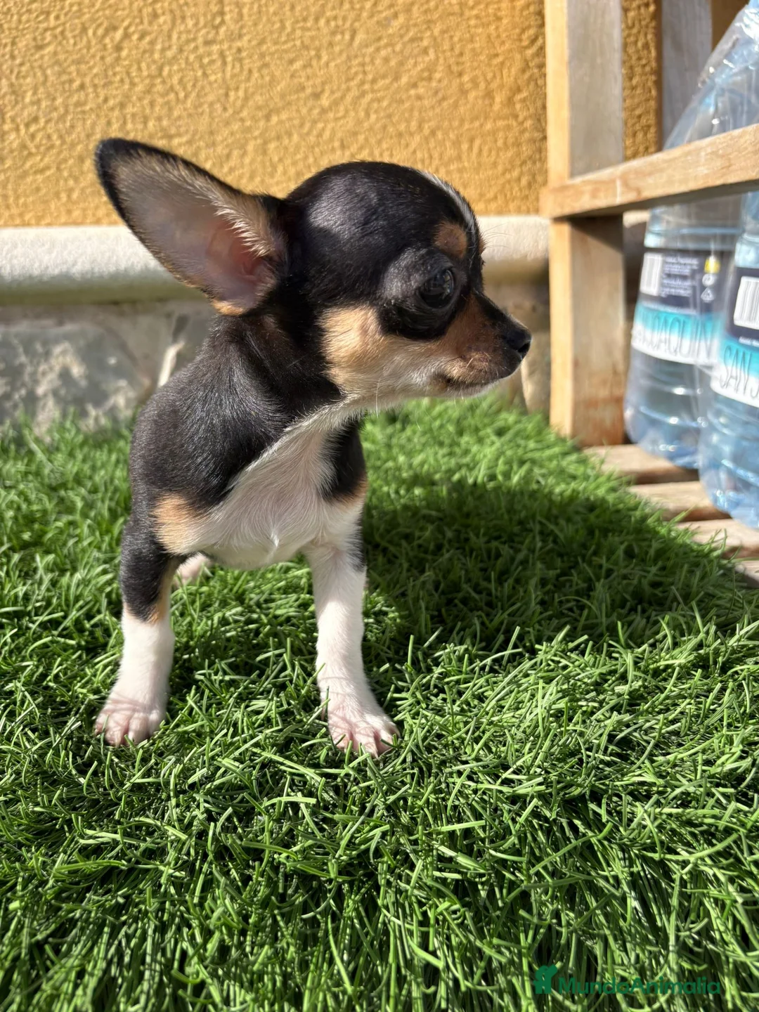 Chihuahua perros en venta: Chihuahua macho chihuahua toy tricolor  - Anuncio 14