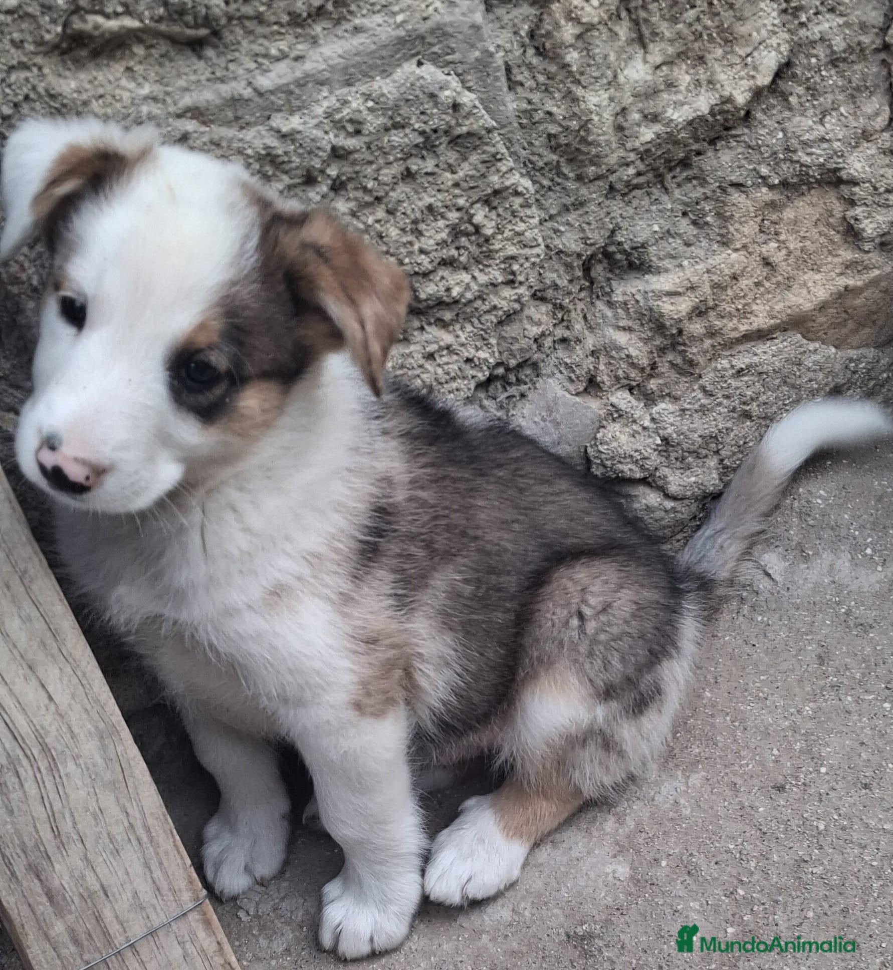 Border Collie perros Boder collie - Anuncio 1